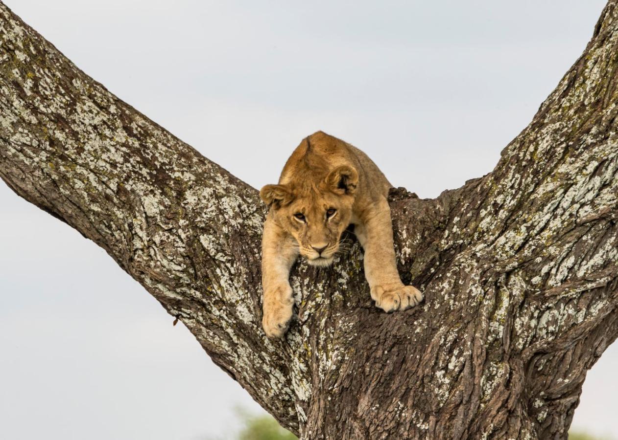 Ngorongoro Lodge Member Of Melia Collection - The Leading Hotels Of The World Luaran gambar