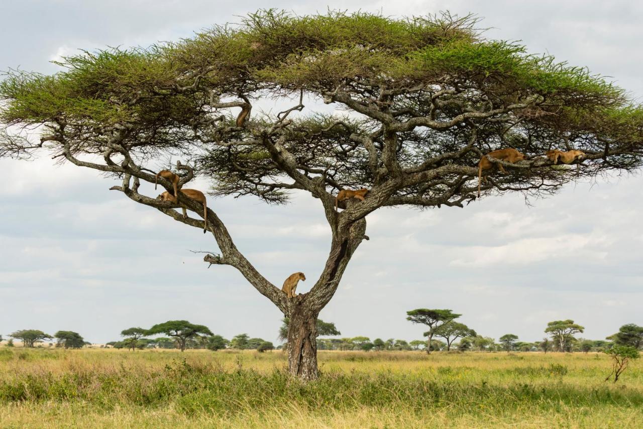 Ngorongoro Lodge Member Of Melia Collection - The Leading Hotels Of The World Luaran gambar