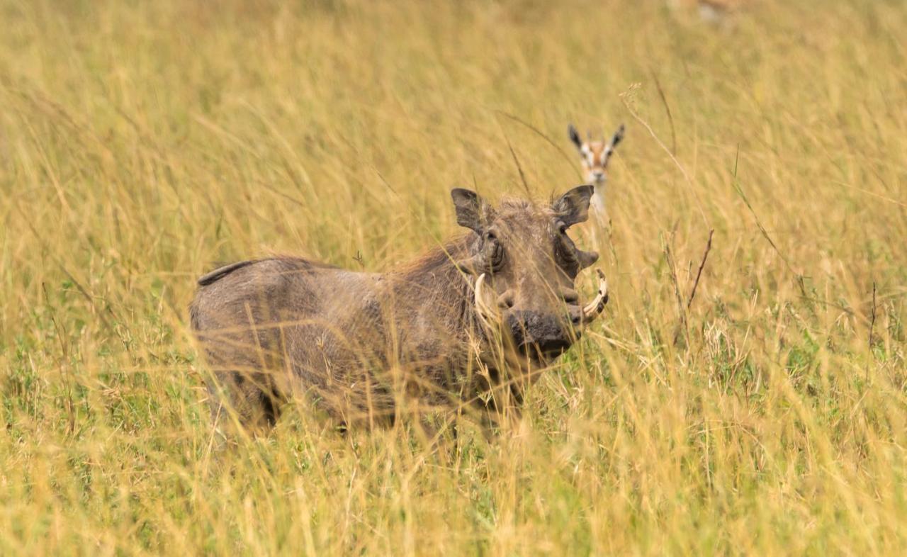 Ngorongoro Lodge Member Of Melia Collection - The Leading Hotels Of The World Luaran gambar