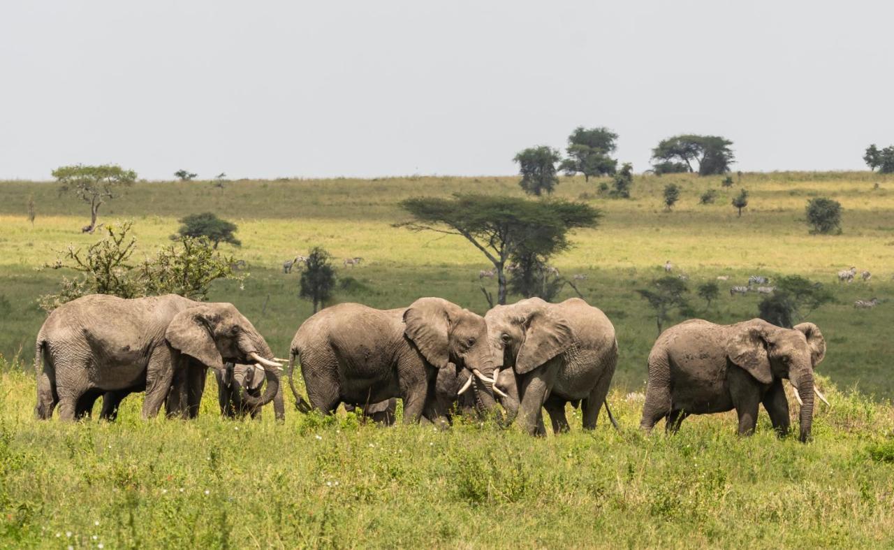 Ngorongoro Lodge Member Of Melia Collection - The Leading Hotels Of The World Luaran gambar