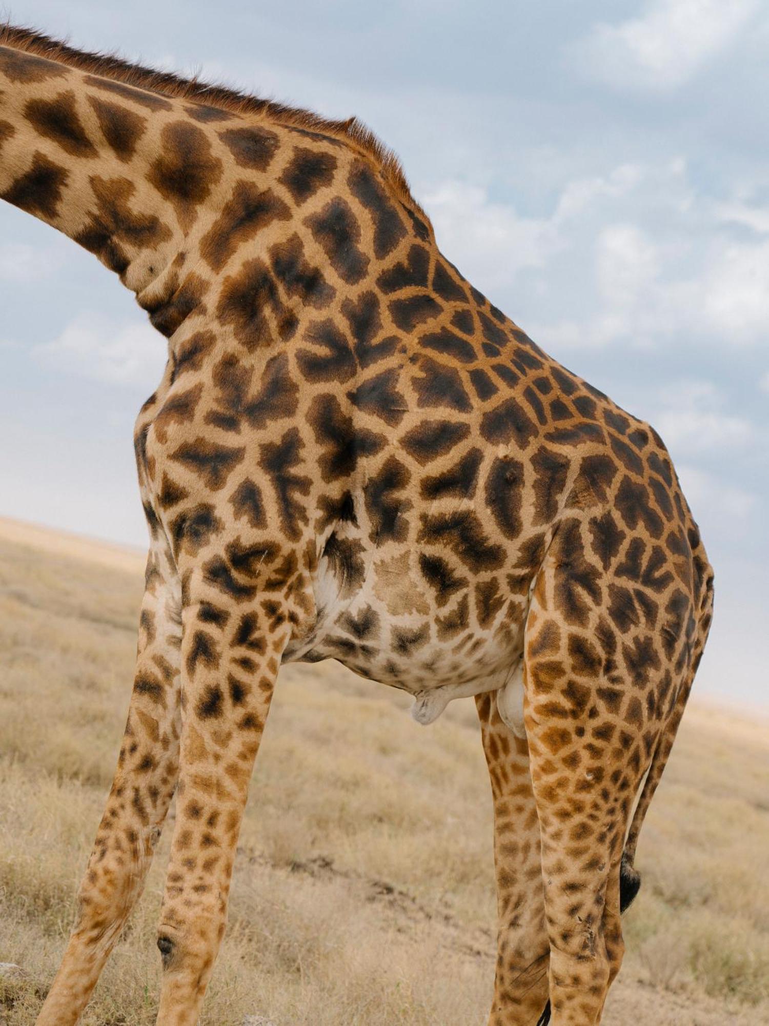 Ngorongoro Lodge Member Of Melia Collection - The Leading Hotels Of The World Luaran gambar