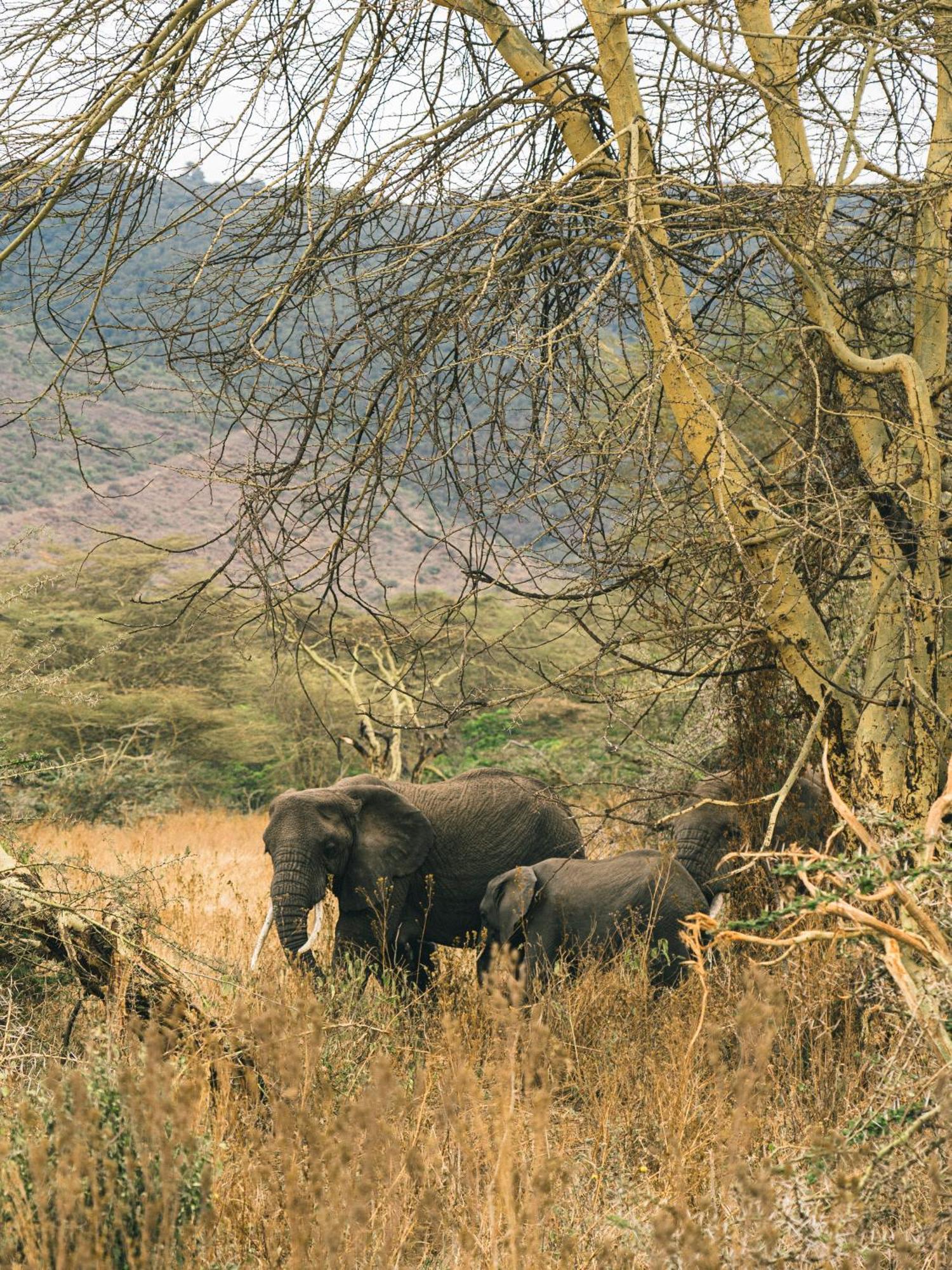 Ngorongoro Lodge Member Of Melia Collection - The Leading Hotels Of The World Luaran gambar