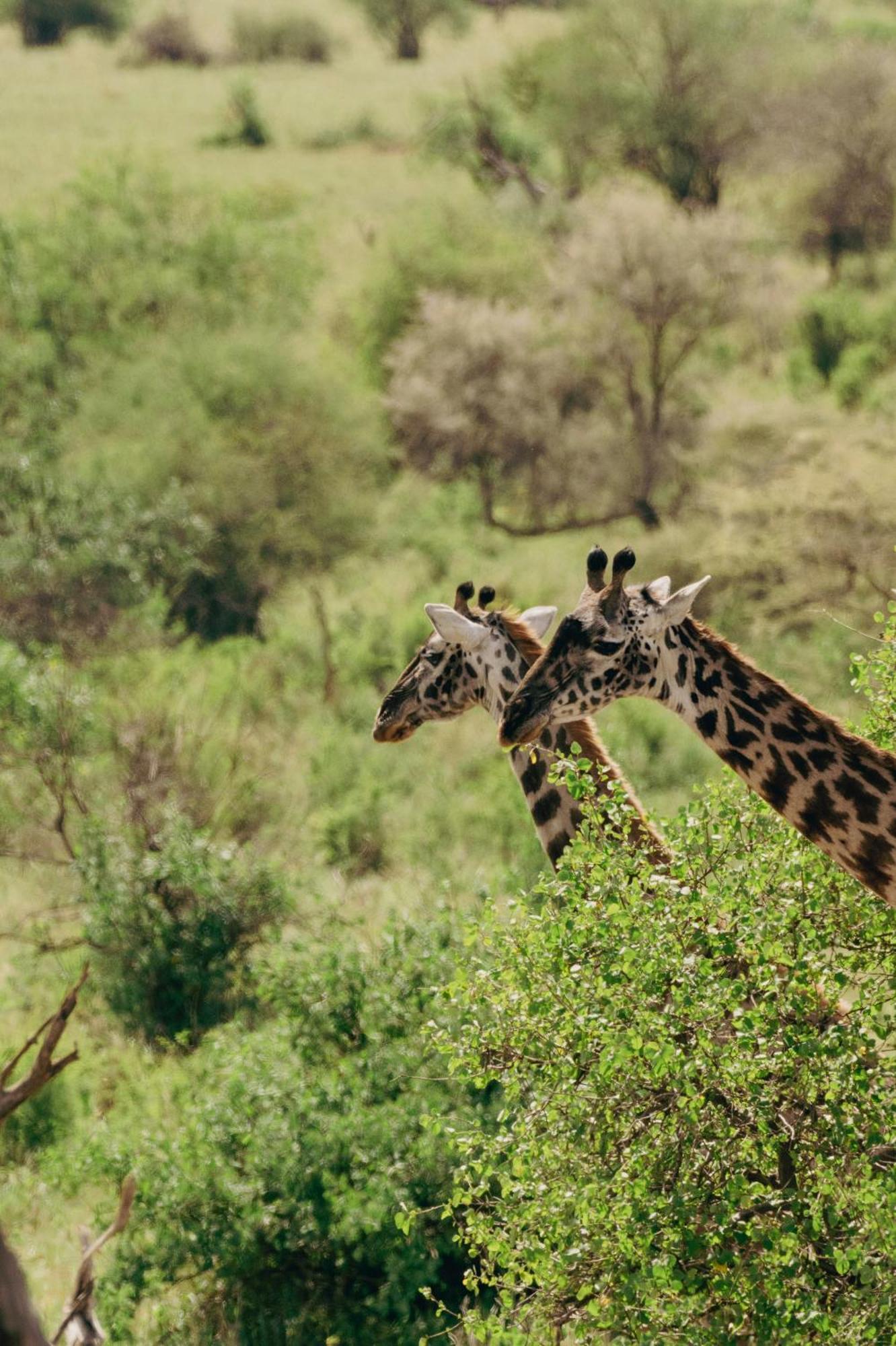 Ngorongoro Lodge Member Of Melia Collection - The Leading Hotels Of The World Luaran gambar